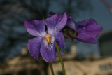 Viola odorata RCP3-09 194.jpg